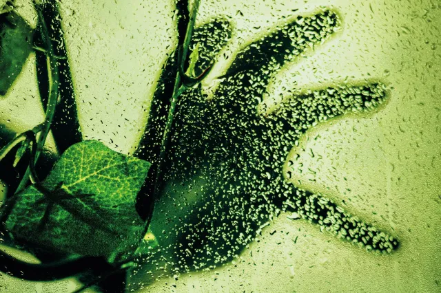 Artwork for Little Shop of Horrors